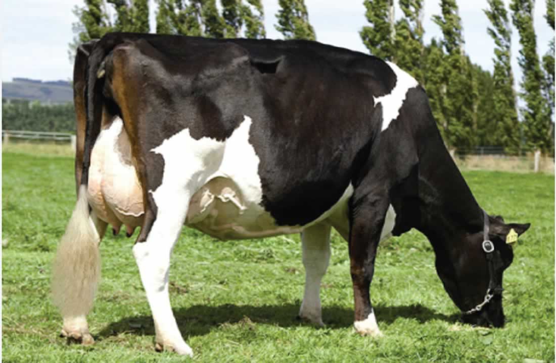 Livestock